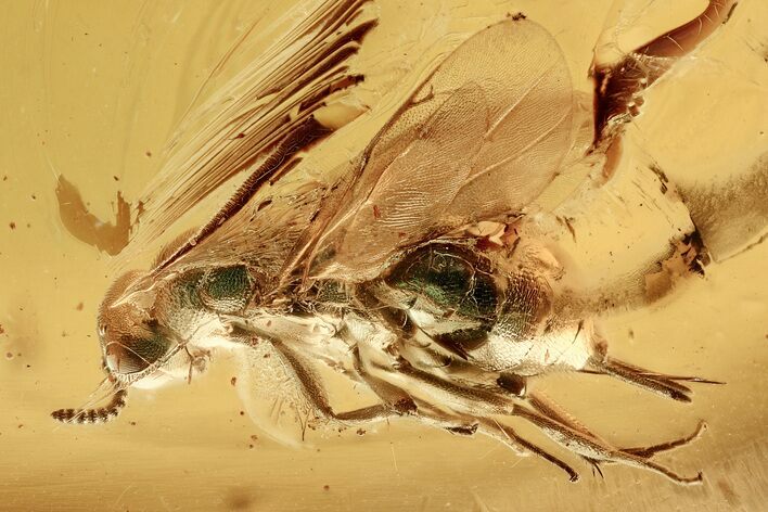 Detailed Fossil Wasp (Torymidae) In Baltic Amber - Green Hue #307365